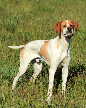 Pointer Artù della Rivazza da caccia