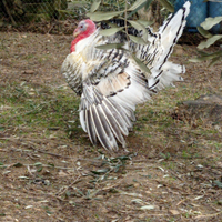 Tacchini ermellinato di Rovigo