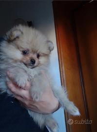 Cucciolo spitz pomerania mini mini toy