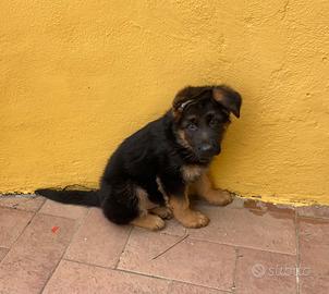 Cucciolo pastore tedesco