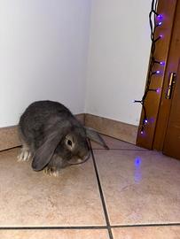 Coniglietto Ariete Blu