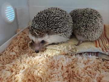 Ricci africani giovanissimi