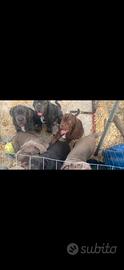 Cuccioli di mastino napoletano