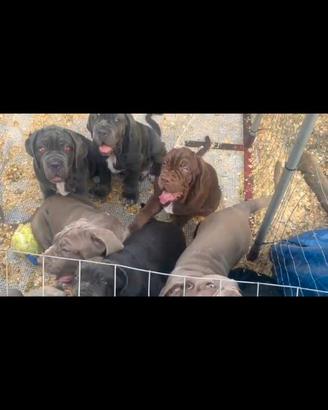 Cuccioli di mastino napoletano