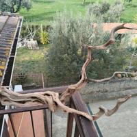 legno per acquario 
