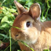 Coniglio nano colorato fulvo
