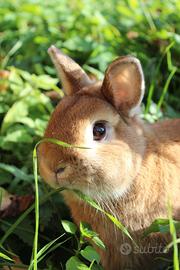 Coniglio nano colorato fulvo