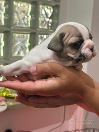 Bulldog francese