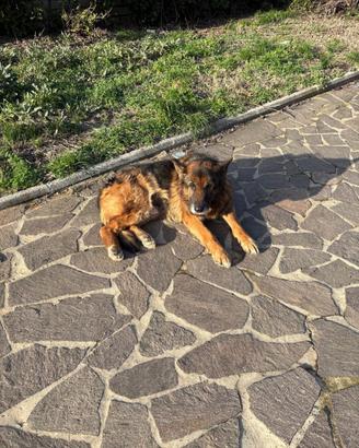 Pastore tedesco di razza axel