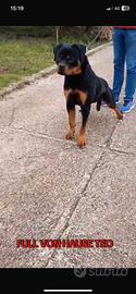 Rottweiler