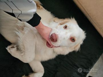 Meticcio - pastore altro 7 mesi