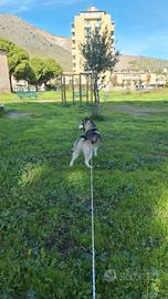 Husky siberiano