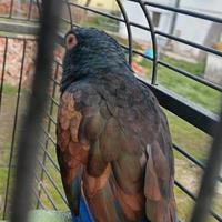 Pappagallo Pionus ali bronzo