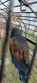 Pappagallo Pionus ali bronzo