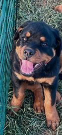 Cucciola Rottweiler