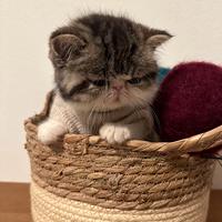 Gattini Exotic Shorthair