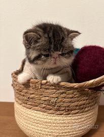 Gattini Exotic Shorthair