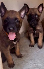 Cuccioli Pastore Belga Malinois Pedigree ENCI