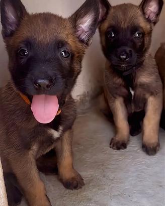 Cuccioli Pastore Belga Malinois Pedigree ENCI
