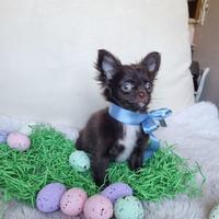 Chihuahua maschietto