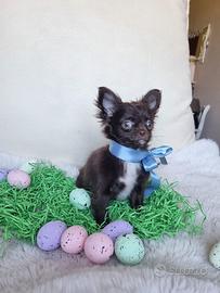 Chihuahua maschietto