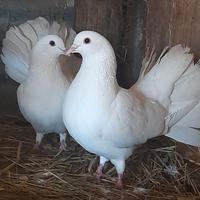 Colombe
