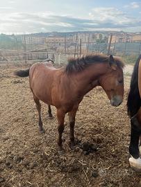 Puledra