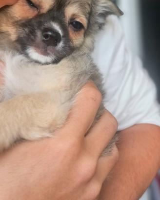 Chihuahua