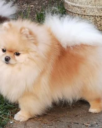 Spitz di Pomerania