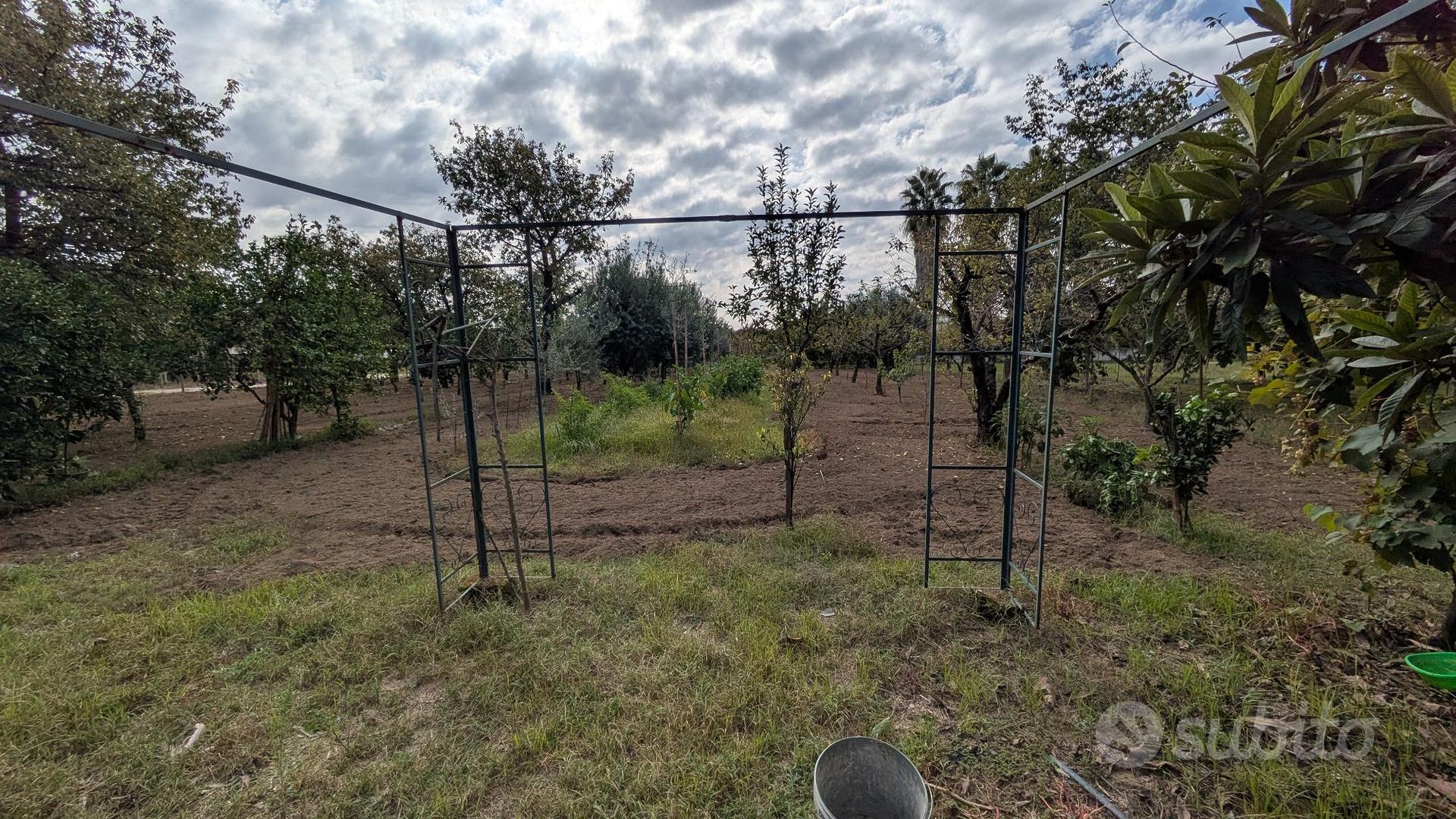 terreno con diversi alberi da frutta - Vista 4