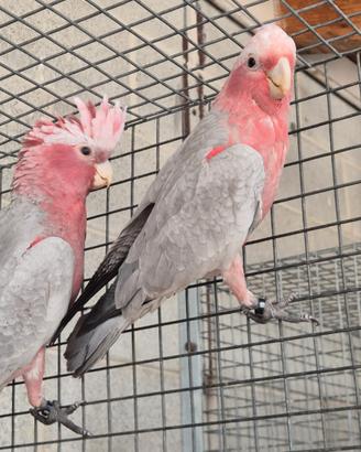 Cacatua Rosecapilla