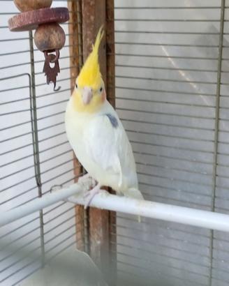 Calopsite
