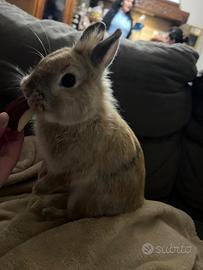 Coniglio nano testa di leone