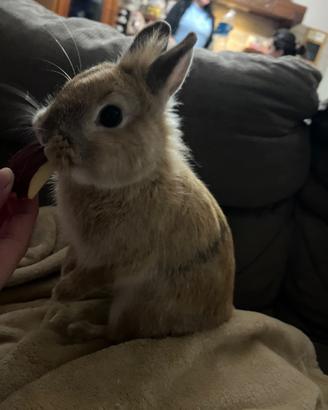 Coniglio nano testa di leone