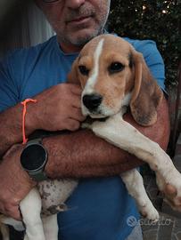 Beagle mascio