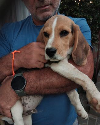 Beagle mascio