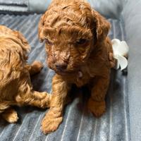 Barboncini ??pedigree enci italiano