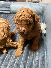 Barboncini ??pedigree enci italiano