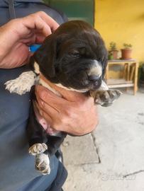 Vendo bracco pointer setter