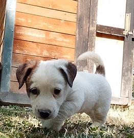 jack Russell 