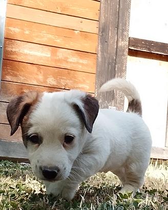 jack Russell 
