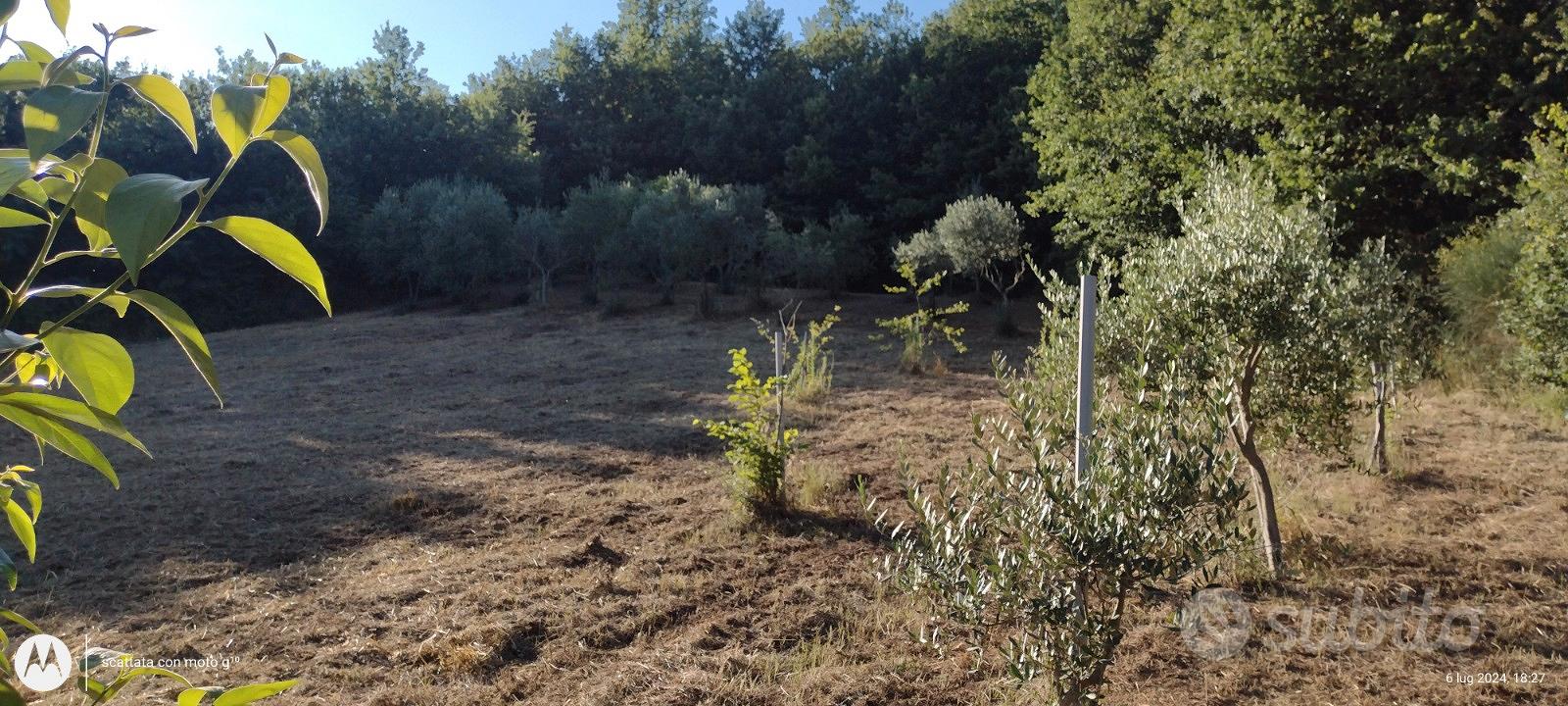 Terreno agricolo con enfiteusi - Vista 3