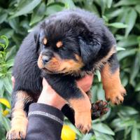 Rottweiler cuccioli top