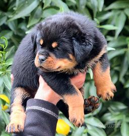 Rottweiler cuccioli top