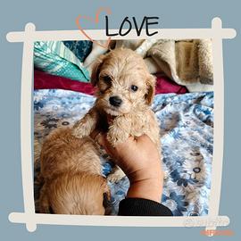 Maltipoo