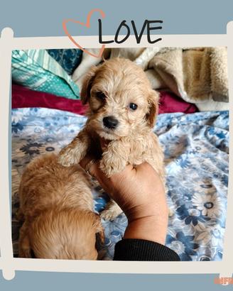 Maltipoo