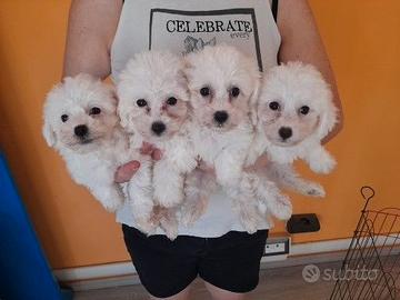 Cuccioli di bolognese