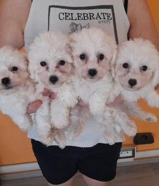 Cuccioli di bolognese