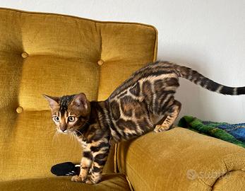 Gatto bengala femmina