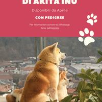 Cuccioli Akita Inu